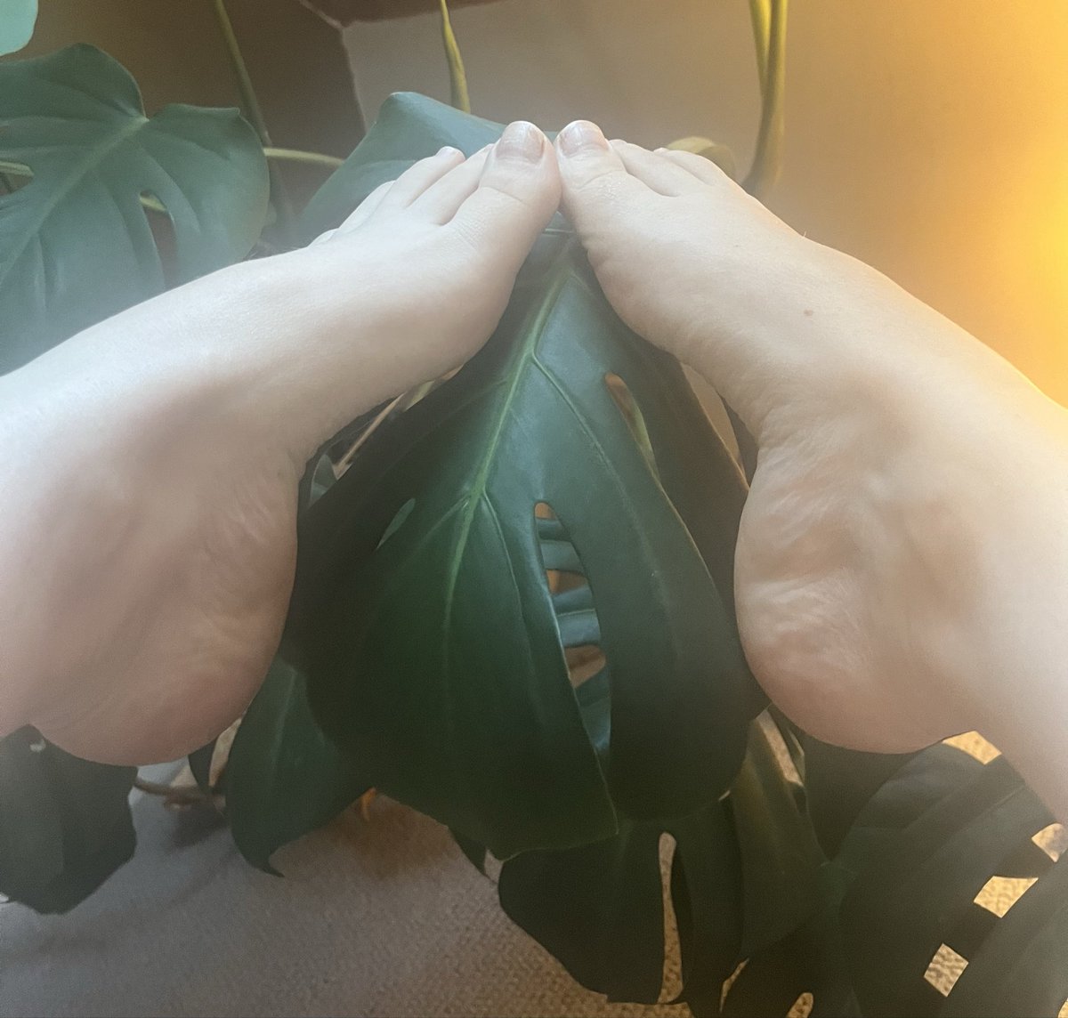 MyPiaRose's tweet photo. Are my feel small or is this leaf massive?Both feet fit very nicely on to it though.  #littlefeet #foot #toes https://t.co/hg31s2qGWz