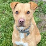 Photo by dogsblog.com Bring Joy, Adopt a Dog! (@DogsBlog)