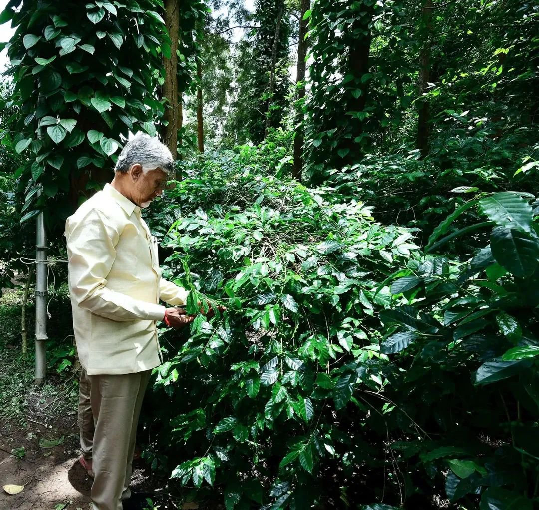 ncbn's tweet photo. For millions around the world, the day doesn't truly begin without that first perfect sip of coffee. For me, it starts with Araku - a taste of Andhra Pradesh’s rich heritage.

This #InternationalCoffeeDay, we celebrate the incredible journey of Araku Coffee from the vibrant hills of our state to coffee cups across the globe.

We are actively investing in building Araku into a premier global coffee destination - empowering our local growers and ensuring Andhra Pradesh takes its rightful place on the world coffee map.

#ICD2026 #ArakuCoffee #AndhraPradesh