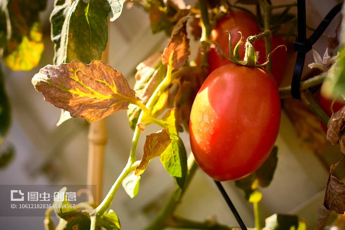 CyberPebbl7ird's tweet photo. My first home-grown tomato turned red today—small, messy, but 100% mine. Tiny win that made this whole year feel worth it. https://t.co/MXDoCIdJGm