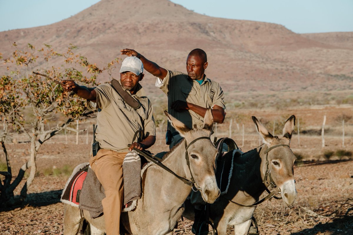 SRTNamibia's tweet photo. Not every member of the patrol team walks on two legs. Meet SRT’s donkey patrol team – hardworking companions helping our field teams navigate the rugged landscapes of northwestern Namibia. https://t.co/5zOhd5INLm