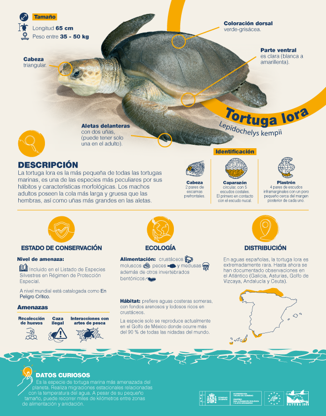 FBiodiversidad's tweet photo. 🐢 La lora es la tortuga marina más pequeña y también la más amenazada. 

💪 A pesar de su tamaño, puede recorrer miles de kilómetros para alimentarse y anidar. 

🥚 Pero ya solo se reproduce en el Golfo de México. Es muy raro verla en aguas españolas. https://t.co/EFQAqLB4ll