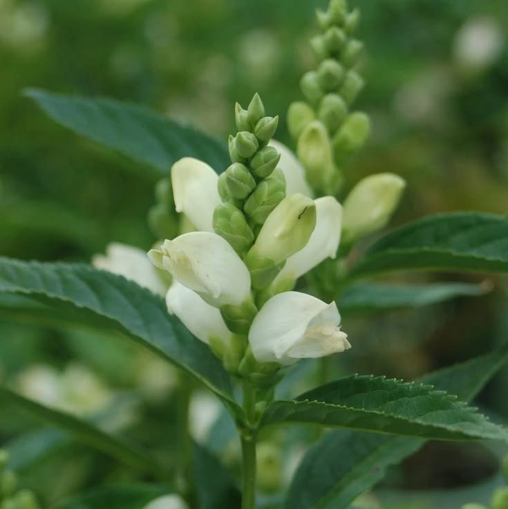 TheBiotaDiary's tweet photo. Turtlehead in pink and white 

#turtlehead #flower #diary https://t.co/kIEmrJDUVw