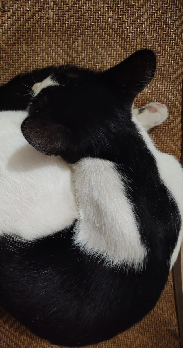 Calliopezr5's tweet photo. Sharing my cat: a smelly, dirty, badly behaved little monster. https://t.co/jlUEmX3gmr
