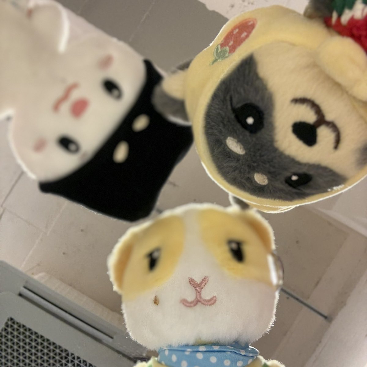 cocoxsyx's tweet photo. 와글와글 사모즈 𖦹𖦹 https://t.co/5AR3ubmqs5