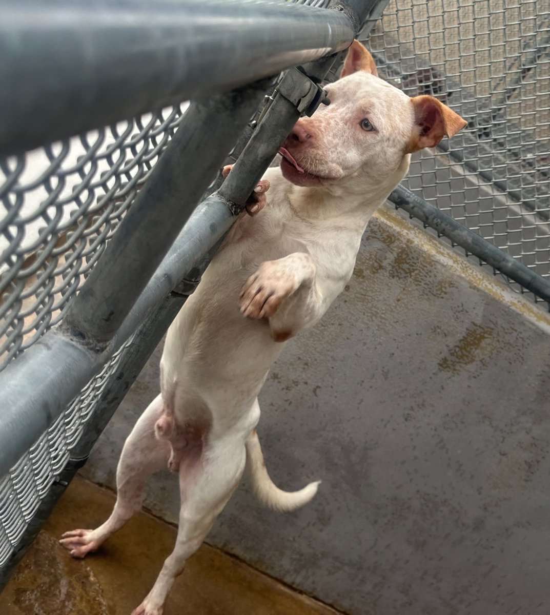 pups_in_need's tweet photo. AM&amp;W Shelter #AmarilloTX 
Aug 2026: 62% save rate

🌼Located: Building G, Kennel 14

Pls contact shelter for info/status of pet
📞806-378-9032
📧animals@amarillo.gov
Adopt fee $40

ADOPT • FOSTER • RESCUE

Pet's ONLY Pic
#UrgentDog

📸 "Amarillo Shelter Friends-ASF" fb album https://t.co/NmNupDBFPI