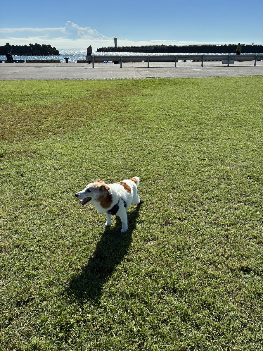 TK22001765's tweet photo. 海までお散歩🐶🐾
晴れて☀️気持ちいい https://t.co/muePvaGHqd