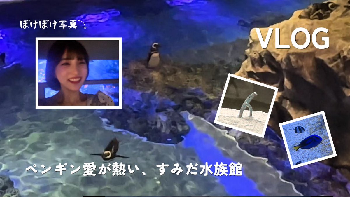 hashii129yuu's tweet photo. YouTube新規投稿！⭐︎

今回は、10年以上ずっと仲良しなお友達と、
すみだ水族館に行って、のんびり過ごした１日！！🌟

ペンギンめちゃめちゃたくさんいたよー！
よかったらみてもらえると嬉しいです！
https://t.co/QdiImofnsM https://t.co/R7hWvcDV7h