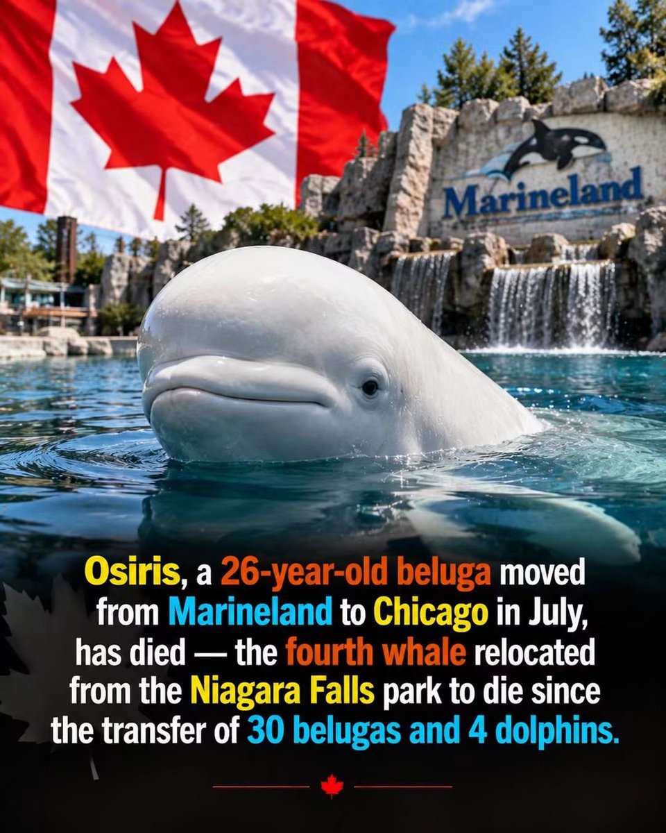 casi82963's tweet photo. #4 from #Marienland to #SheddAquarium dies, 5th one at Shedd #DontBuyATicket
#SayNoToCaptivity
#CaptivityKills 
#SheddSucks https://t.co/aBeuOh2CFU