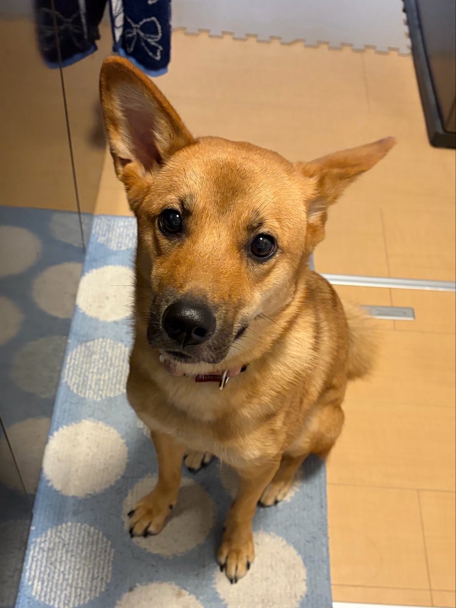 himemai1111's tweet photo. お肉焼いてる時リビング見たら
ユメが居なくて「ユメちゃん？どこ〜？」
って声かけても出てこなくて
ふと横見たら足元に来てた🤣

まっったく気付かなかったよ…🥲笑

「うわ、びっくりした！😳」って言ったら
ユメもビクってなって面白かった🤣

ビックリした私に驚くユメ🐶笑 https://t.co/q6ITF0i2Pz