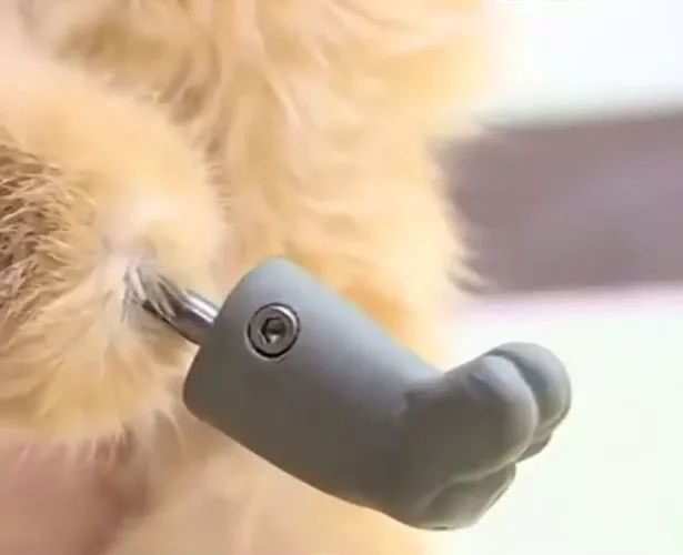 EnsedeCiencia's tweet photo. Un gato que perdió sus cuatro patas debido a graves congelaciones volvió a caminar gracias a prótesis con implantes de titanio fabricados mediante impresión 3D. 

El caso ocurrió en Rusia y se convirtió en un notable ejemplo del uso de esta tecnología en medicina veterinaria. https://t.co/HtslSbgdl0