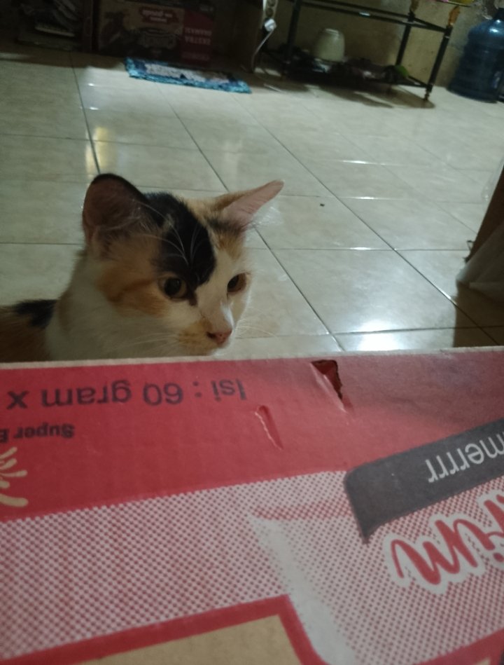 33Riltama's tweet photo. test test https://t.co/6DTtC9CYEC