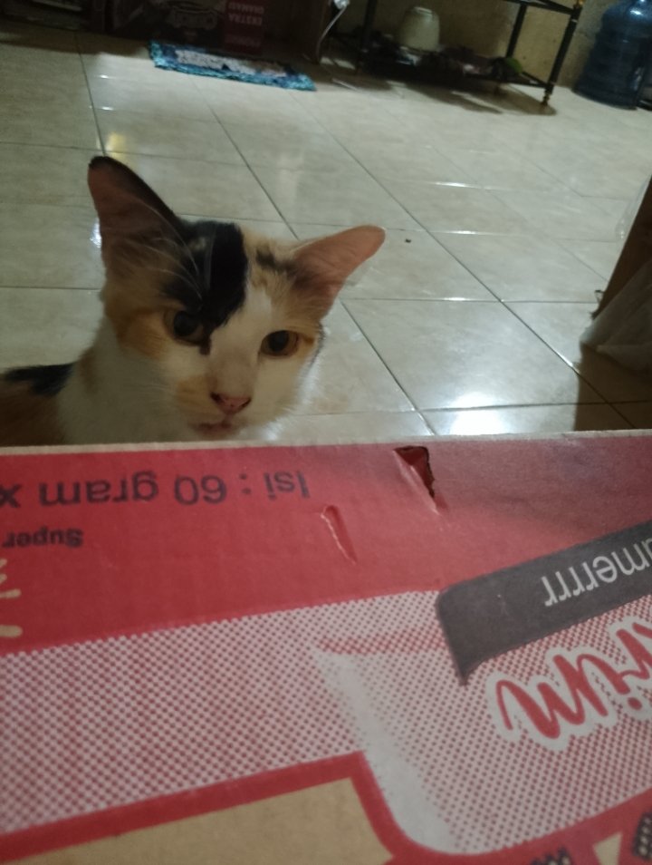 33Riltama's tweet photo. test test https://t.co/6DTtC9CYEC