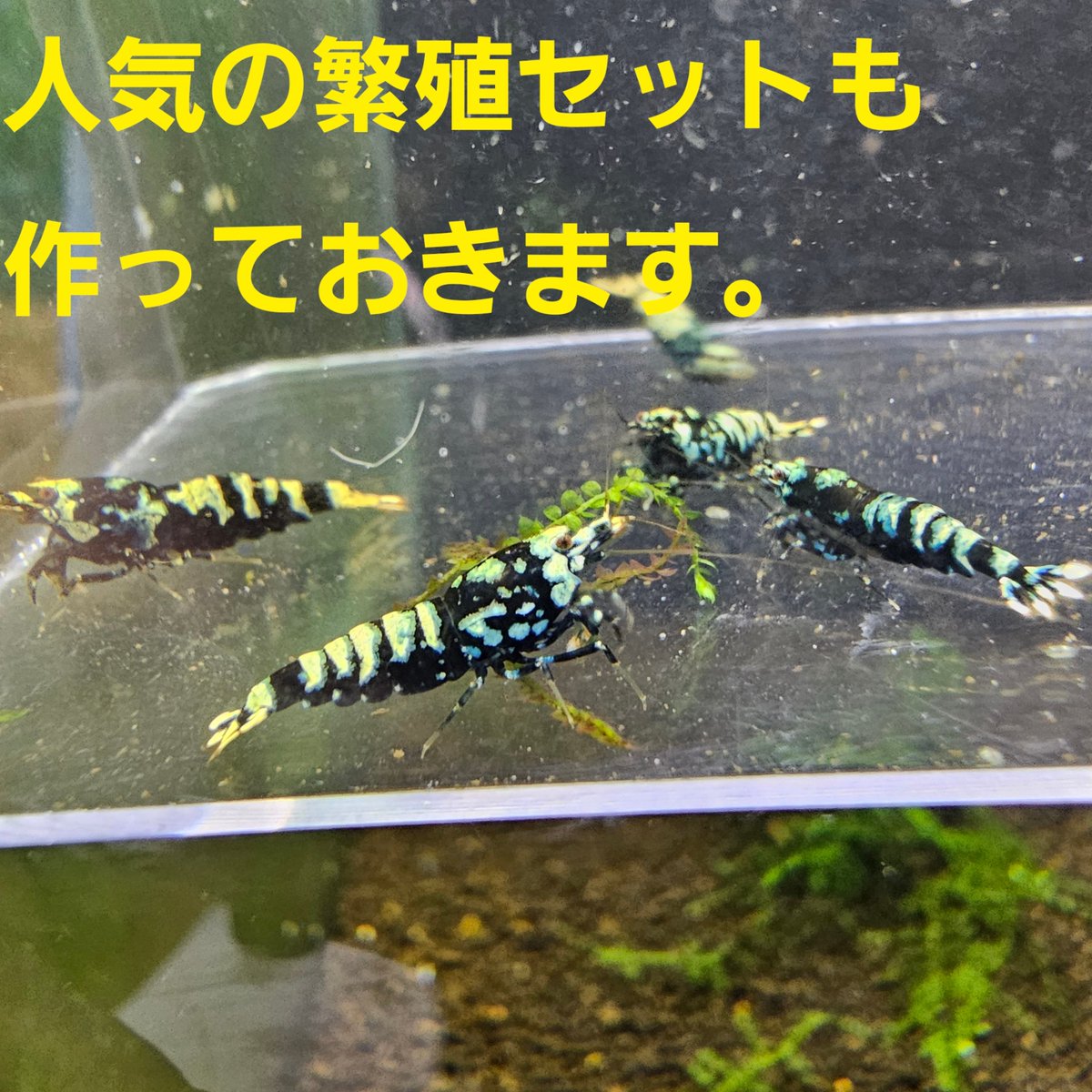 renge5266's tweet photo. おはようございます👋
今日から10月の始まりですね🙆
今月は恐らく3連休の時に
『スラウェシフェア』を行う予定です🦐🦐お楽しみに✨

本日も朝からご来店有難うございます🙇‍♂️
と、ダイヤモンドブラックの入荷もありました。選別外個体の為お買い得価格にて販売します

では本日も宜しくお願いします😌 https://t.co/JzWMemFvOl