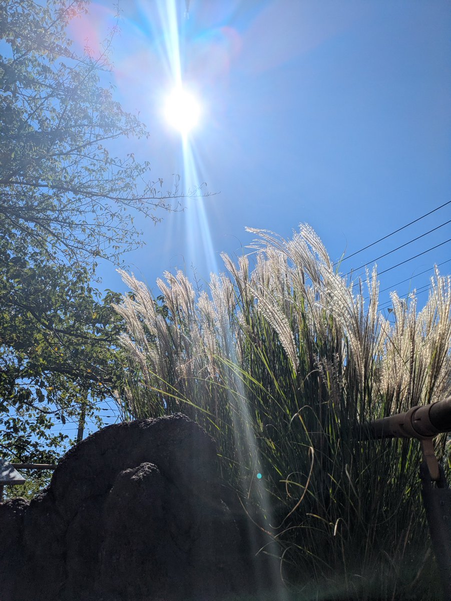 terralunarmagic's tweet photo. さいきょー吉日なので神社へ詣でました☺️
季節外れの紫陽花。
芒。撮ったらお陽さまのハレーションがエモくてびっくり‼️
私ごときが狙ってこの虹色は撮れません！
待ち受けにしようかな☺️ https://t.co/cYoWCxWRFu