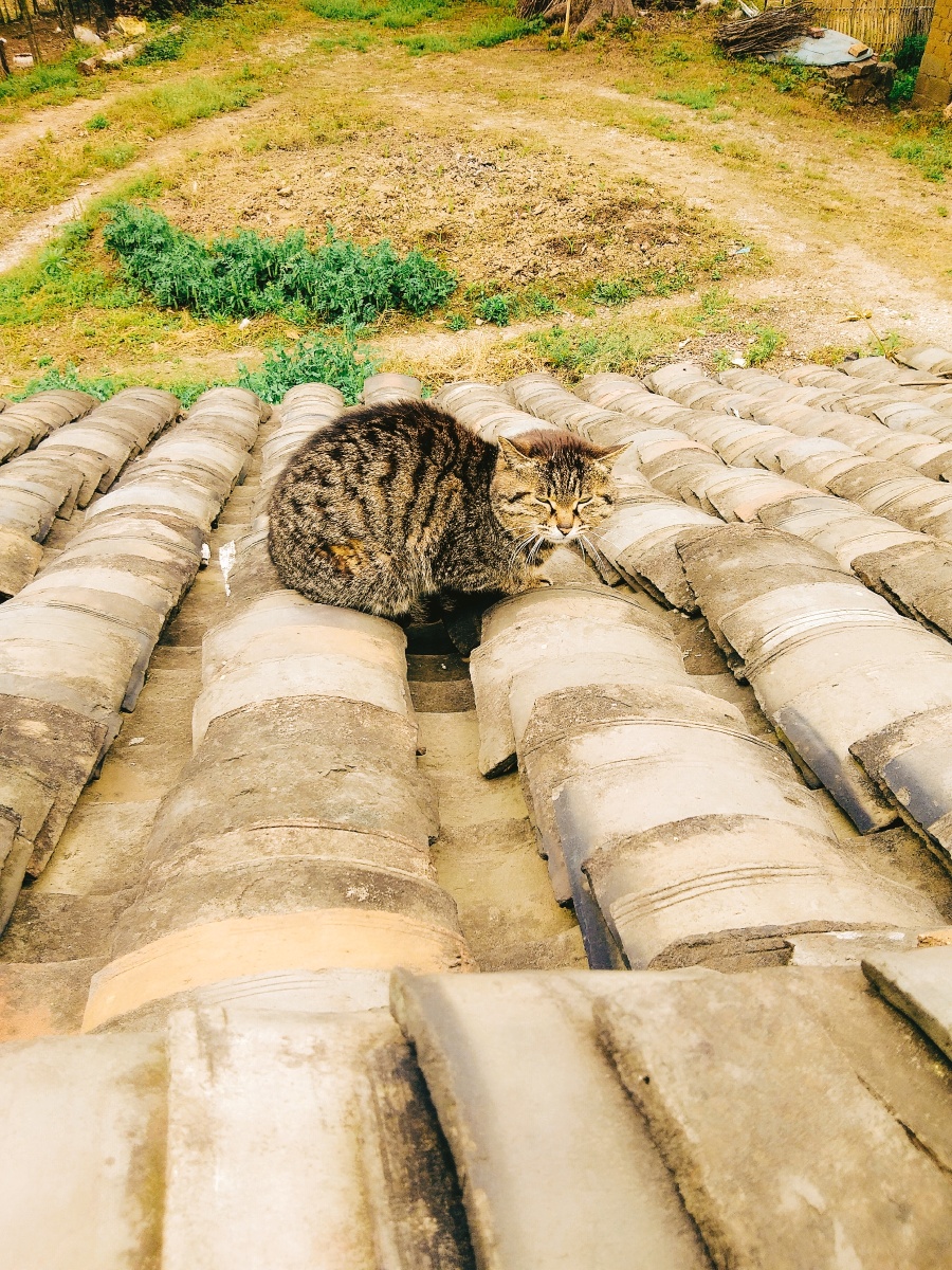 queennwei_5_af7's tweet photo. [Hey friends! The little stone 墩 stands by the path, and I found a cute cat that looks so 焉 in that quiet corner. This old 氐 house has hidden such nice surprises ]， https://t.co/TCDPOe0a61