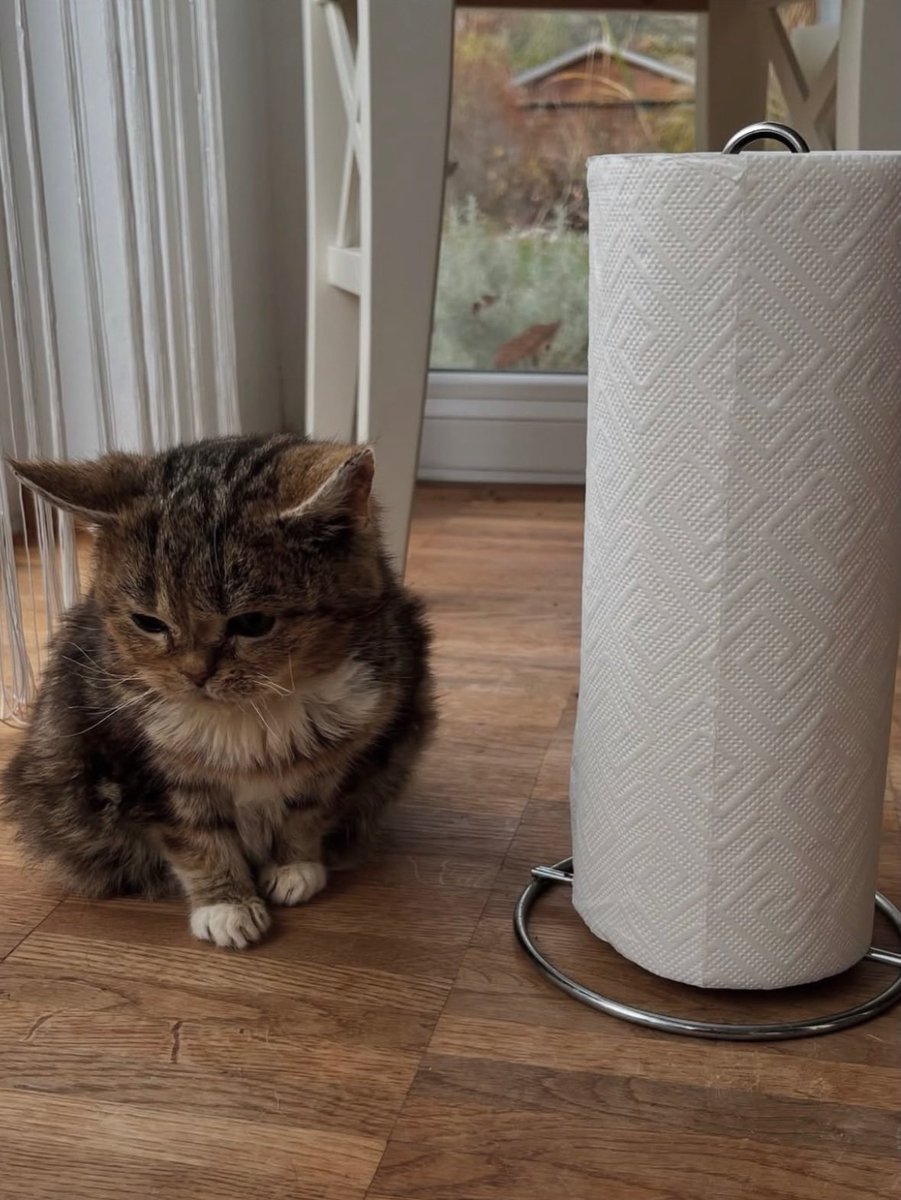 Complex's tweet photo. Meet Francis, a tiny cat who stayed kitten-sized his entire life.

[📸: @francisandmaggie ] https://t.co/obJysKftii