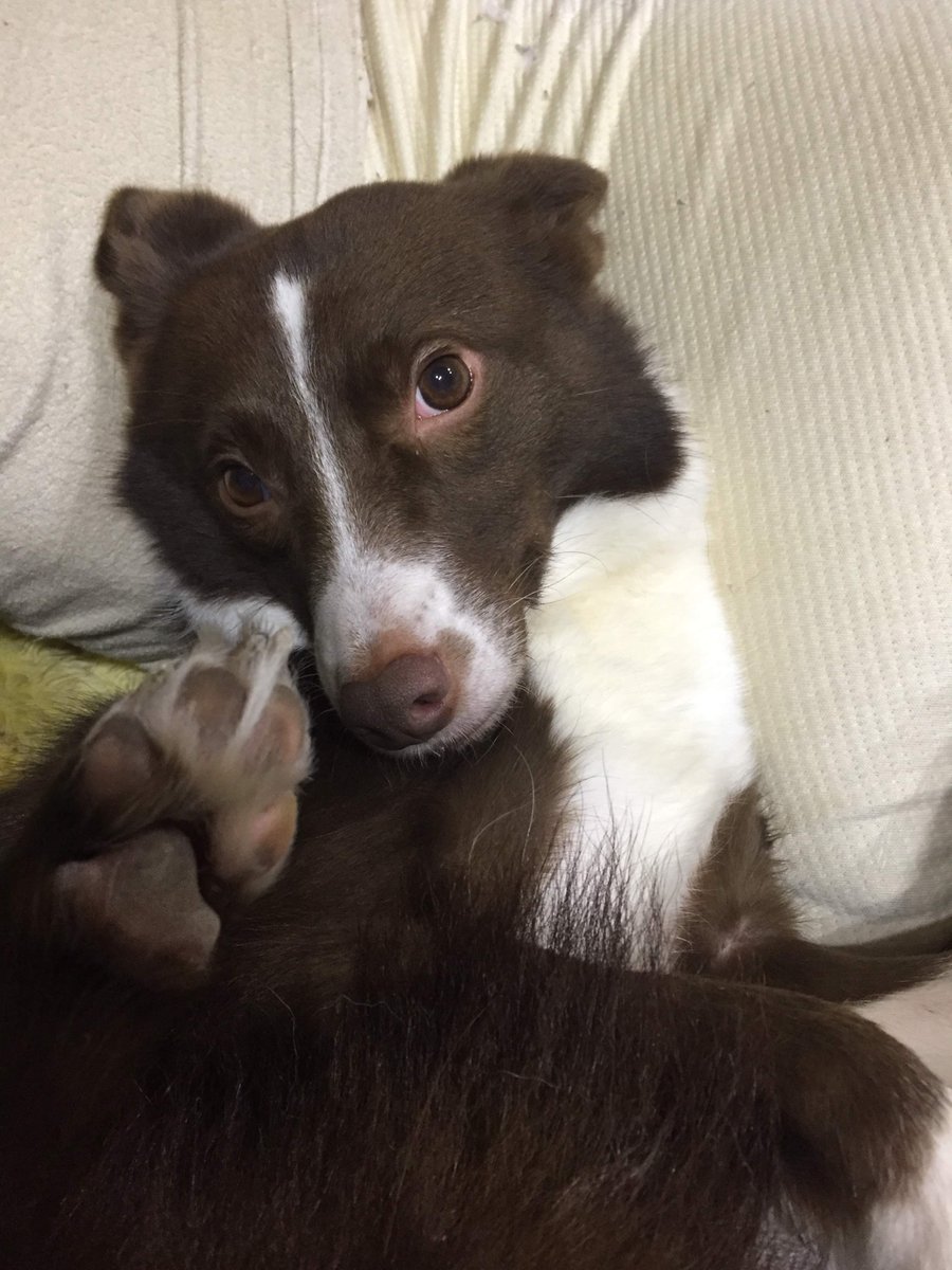 SabamisoMonsaba's tweet photo. 名前はぶん太
ぶん太は甘えん坊であざといのに、寝顔は不細工。寝ぼけて床を舐め、おやつには我を忘れて必死になります。そんな愛嬌と謎行動を活かした、可愛くてちょっと間抜けなタタリになってほしいです。

#FromPetToTatari
#ClashOfCritters https://t.co/9VHN0Szth0