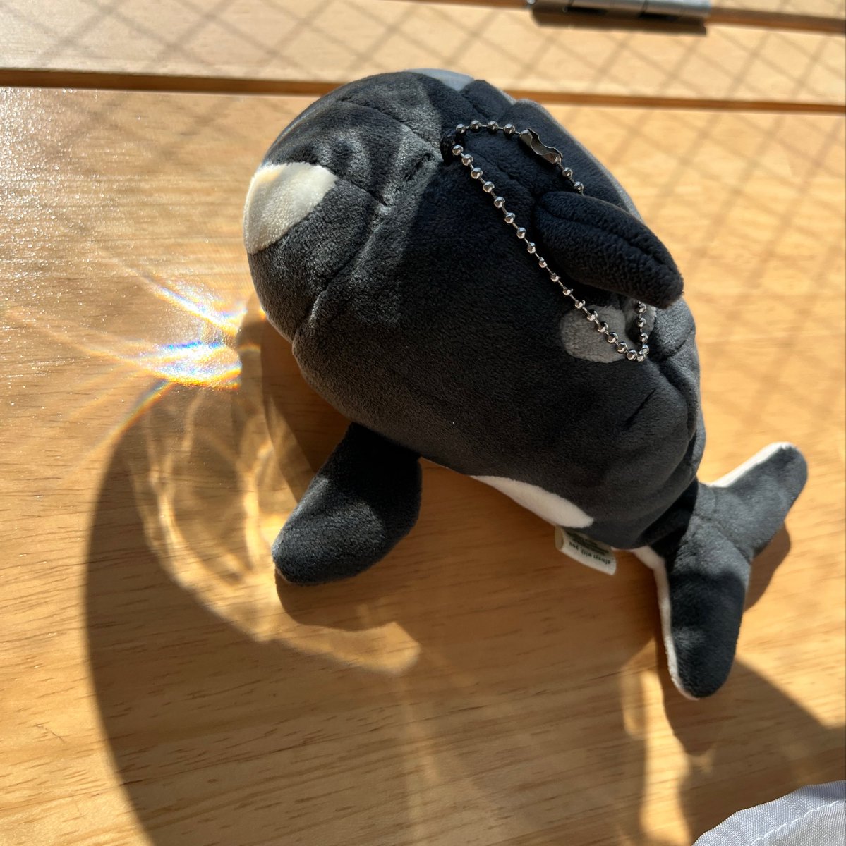 namae_or's tweet photo. 水の揺らめき、水のきらめき〜
少しは海気分かな…？🫍 https://t.co/VpA9XeDF5z