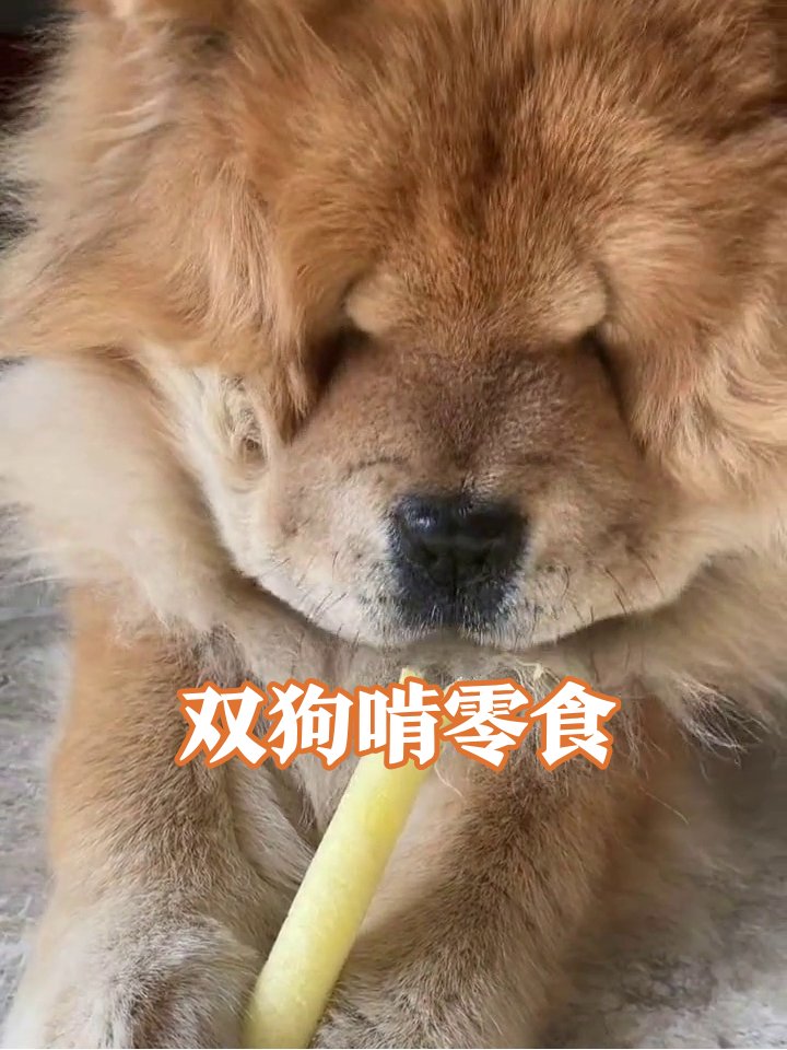 arlolisa915207's tweet photo. My little pup just hit its 6-month mark—walking, fetching treats like a pro, and stealing socks like it’s a superpower. Growing way too fast, but every messy, cute moment is a keeper! https://t.co/mDgGYlbt4X