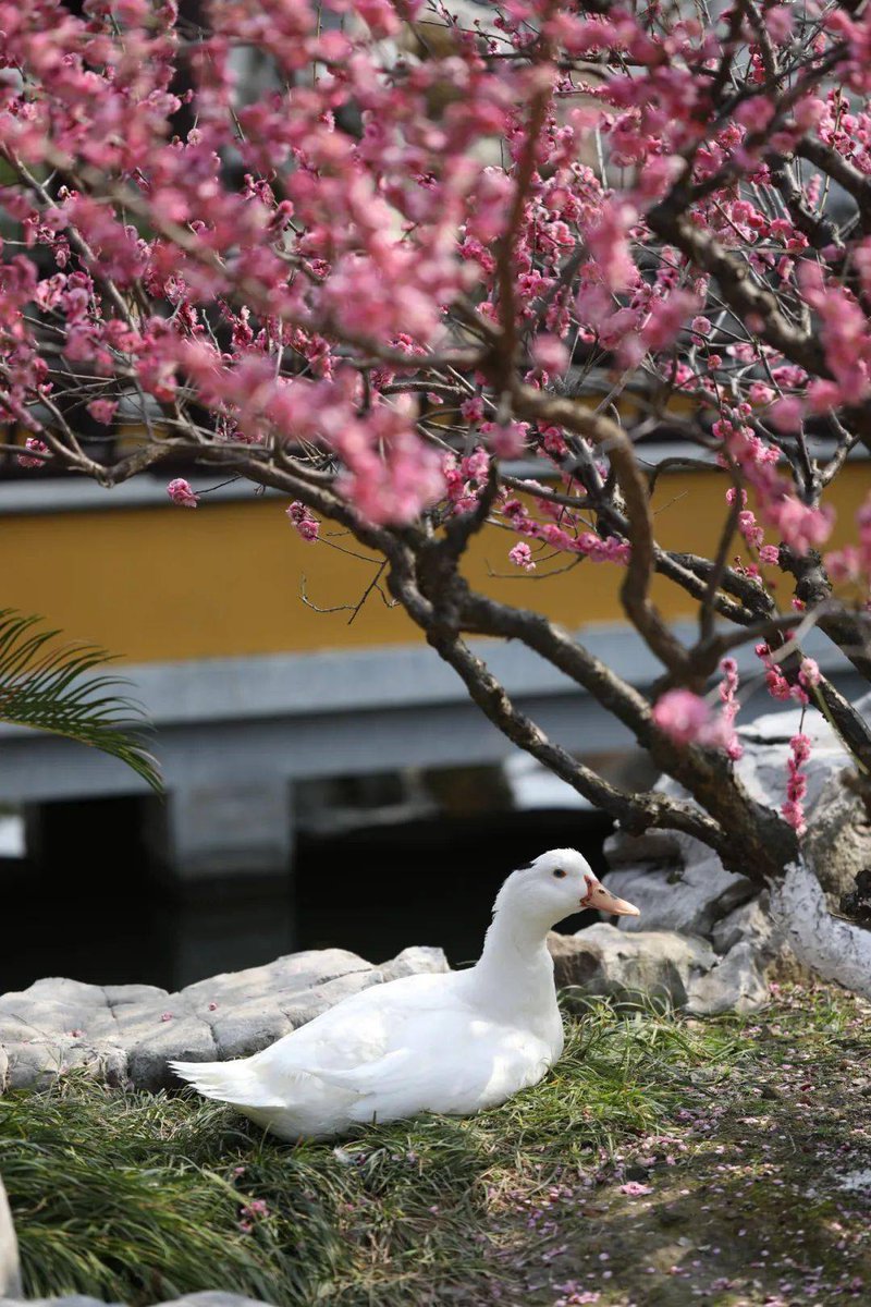 matti_grid__12e's tweet photo. Hey, the peony (芍) is in bloom at the riverside (河) where the stork (衔) is resting—what a lovely spring scene! https://t.co/TcgpSyAkq9