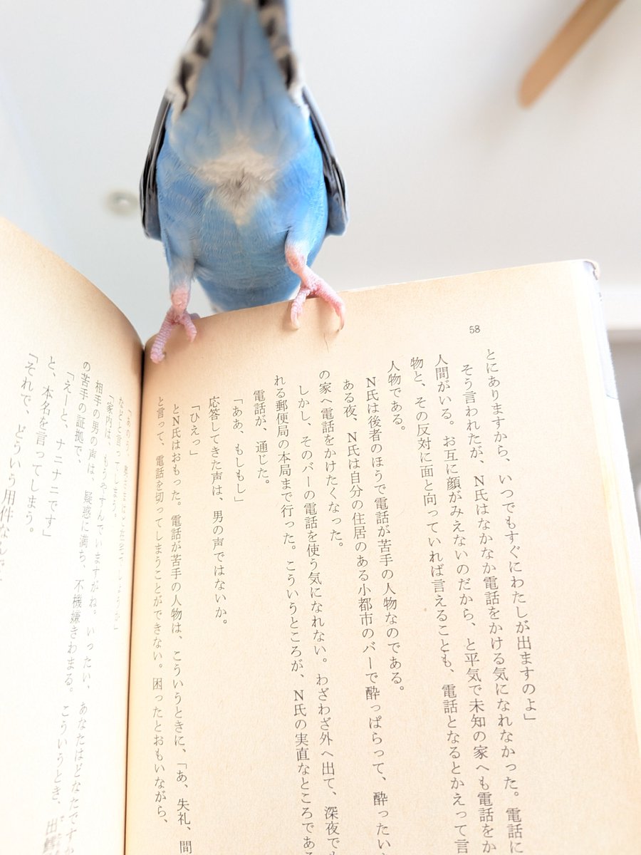 melty_kangaroo's tweet photo. 邪魔されてます https://t.co/4PPRdw2aIq
