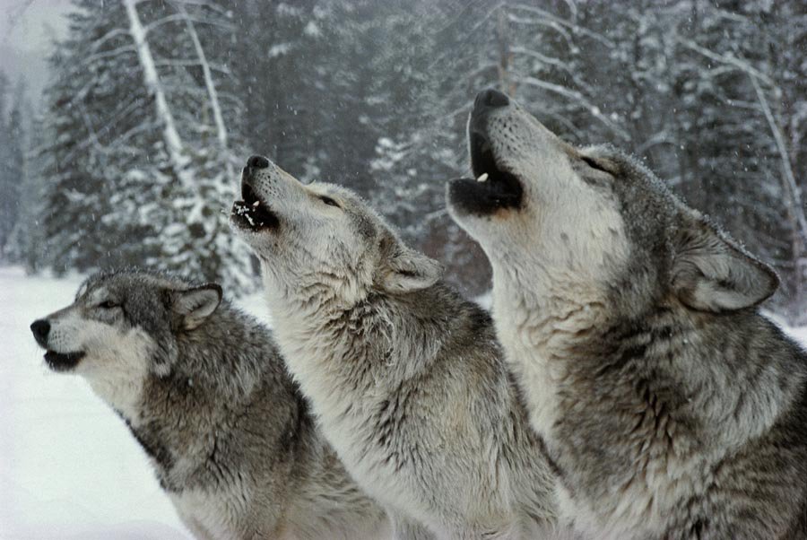 Scapula34543313's tweet photo. @FoxandHoundFurs 🐺 Cool fact: Wolves can recognize pack members by their voices, with howls carrying information about who is calling. When they howl together, each wolf uses a different pitch, creating a layered sound that can make the pack seem larger while helping them recognize who belongs. https://t.co/60ColD3zkn