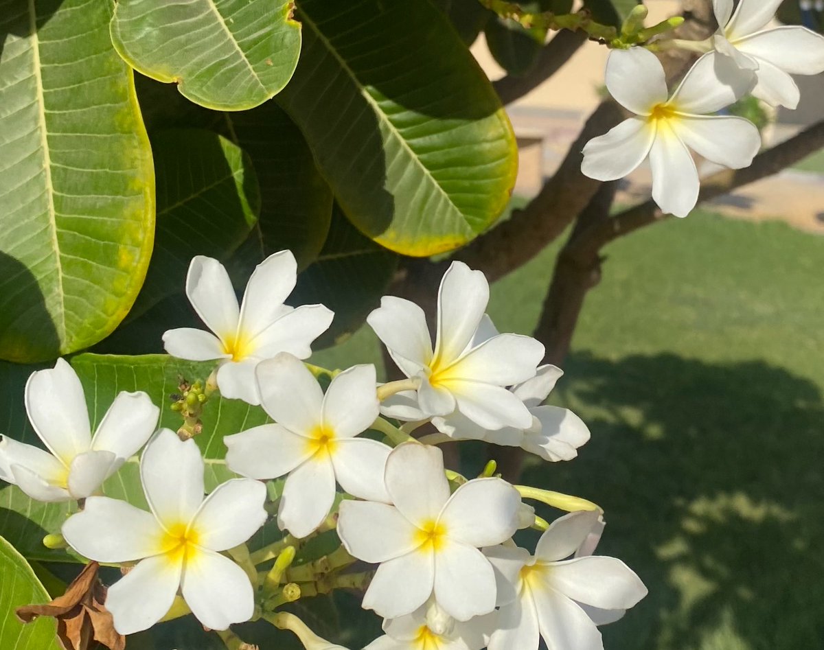 a2uh2's tweet photo. صباح الخميس الونيس❣️☀️.
ستشرق شمس الأحلام يوما حتى و إن طال غروبها كما تشرق شمس الصباح حتى و إن طال ليلها https://t.co/xZ5PRSOixY