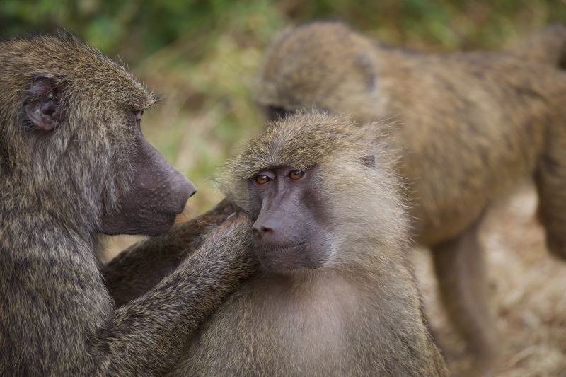 Action4Primates's tweet photo. Monkeys are now the second most popular threatened animal shot by trophy hunters worldwide. It is time to ban these sick 'souvenirs'. Please sign @CBTHunting petition to PM Andy Burnham: https://t.co/IRbjQMpiTh   #BanTrophyHunting https://t.co/WxuqMNAO7U