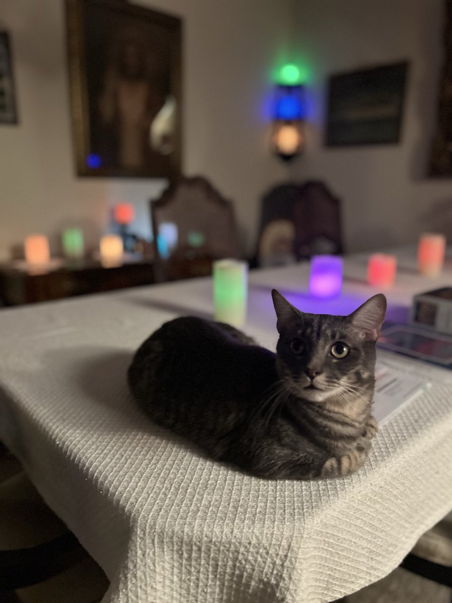 IHATEFAKENESS's tweet photo. @flrainh More cats 🖤🧡🩶 https://t.co/1mm3mpJ5wF