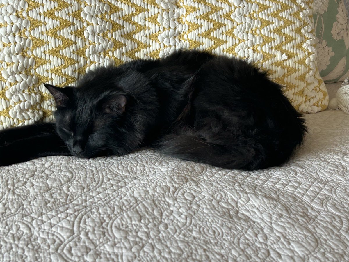 IHATEFAKENESS's tweet photo. @flrainh More cats 🖤🧡🩶 https://t.co/1mm3mpJ5wF