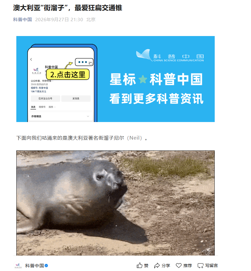 Reptarnecr's tweet photo. 官方最新奶的网红动物，  澳大利亚“街溜子”，最爱狂扁交通锥 尼尔（Neil）！！  上次奶的是动物是Punch！！     尼尔（Neil）活力旺盛，毫无边界感，随地大小睡造成交通堵塞是日常操作，从此在网络上爆红，在全网积累了百万粉丝！     很meme的海豹啊！！！

https://t.co/QQ5mVIviZZ https://t.co/TYzHhvx7qc