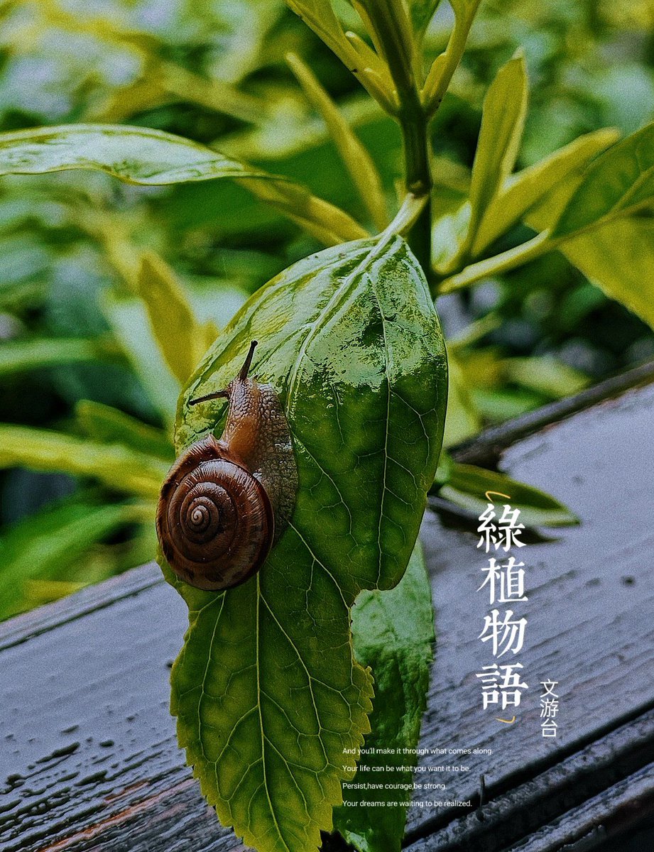 glenfieqabbrl's tweet photo. In the tiny alley, a snail (蜗) hides beside an embroidered silk (缎) bag near a divination (卦) stand, its slightly timid (懦) look catching the vortex (涡) of fallen maple leaves. https://t.co/1pgPUlmjca