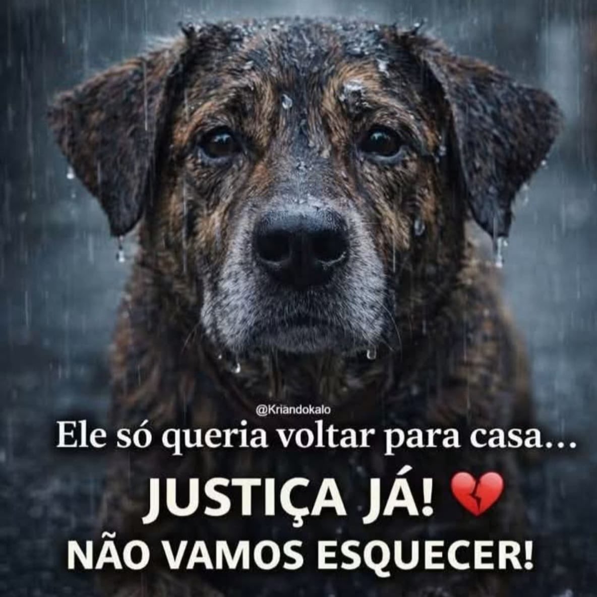 ReinoAniimal's tweet photo. Nunca esquecido
#justicapororelha 
#justiçapororelha https://t.co/Ou4uWeNT6T