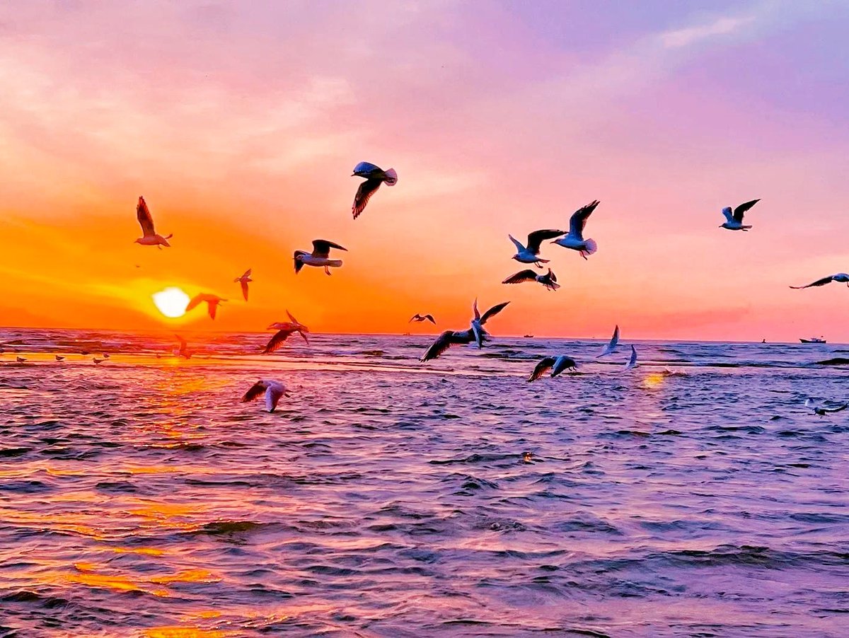 yeseniawe_5_22d's tweet photo. [Seagulls gather at the Ou Fu waterfront, where the tide swallows the sunset gently by the bay]， https://t.co/XEggeNHKGc