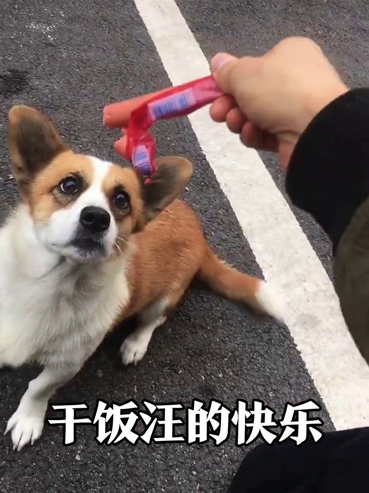 clovu988246's tweet photo. This adorable little puppy wags its tail, steps over the threshold, gets a treat for being good—full of sweet joy! https://t.co/bZQV7ZJkVo