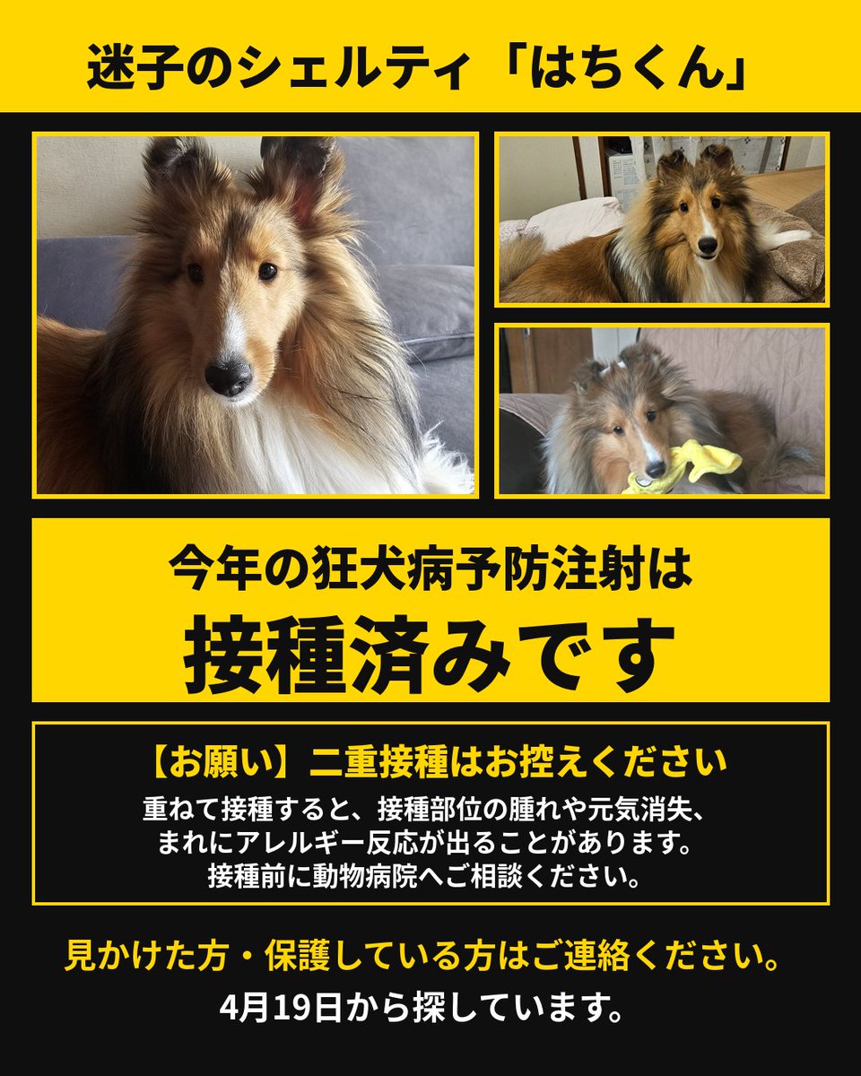 otoallyhachi's tweet photo. 動物病院から連絡がないので病院に連れていっていない可能性があります。
どうか保護してくださってる方に届きますように。

#迷子犬 #迷子犬探しています #保護犬 #シェルティ #シェットランドシープドッグ #四谷三丁目 #犬好きと繋がりたい #犬のいる暮らし #はちくん https://t.co/HBYFqWqx8L