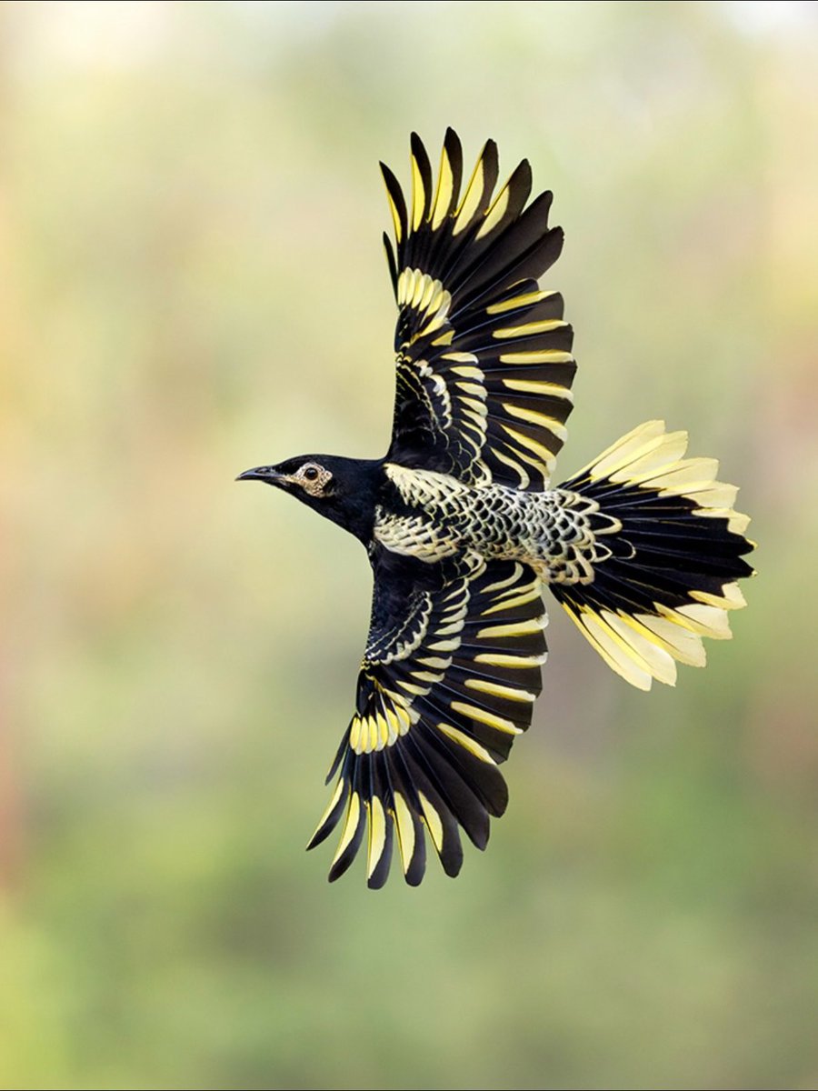 EvolveWildlife's tweet photo. A rare split-second view of the critically endangered Regent Honeyeater banking in flight, revealing its exquisite black and gold plumage. Fewer than 400 remain in the wild.

📷 Jan Wegener ( @jan_wegener_ ) https://t.co/Djp3SxD5mP