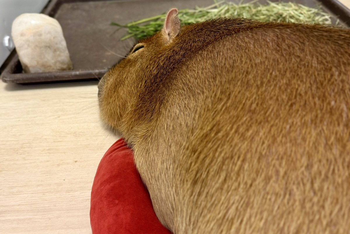 MARONPAPA7777's tweet photo. ▔▔▔▔▔▔▔▔▔▔▔
たまにはメンバー全員あげとく

#マロンちゃん #ツイキャス #癒やしの女王 #マロン #マロン姫 #カピバラ #capybara #愛知カピバラ飼育養成所 https://t.co/UcrXSAgXSC