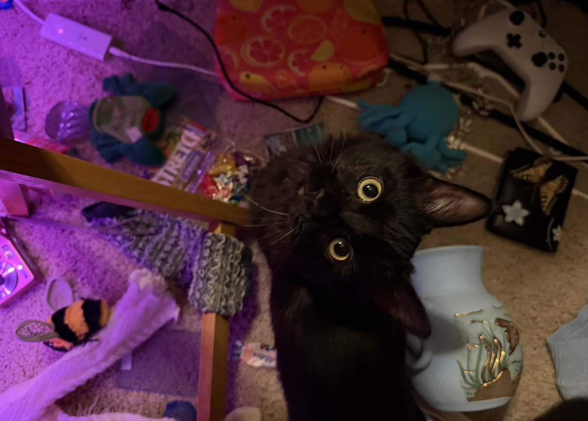 alispheal's tweet photo. I took photos of my cat for my photography project https://t.co/E5X7Z1bm2w