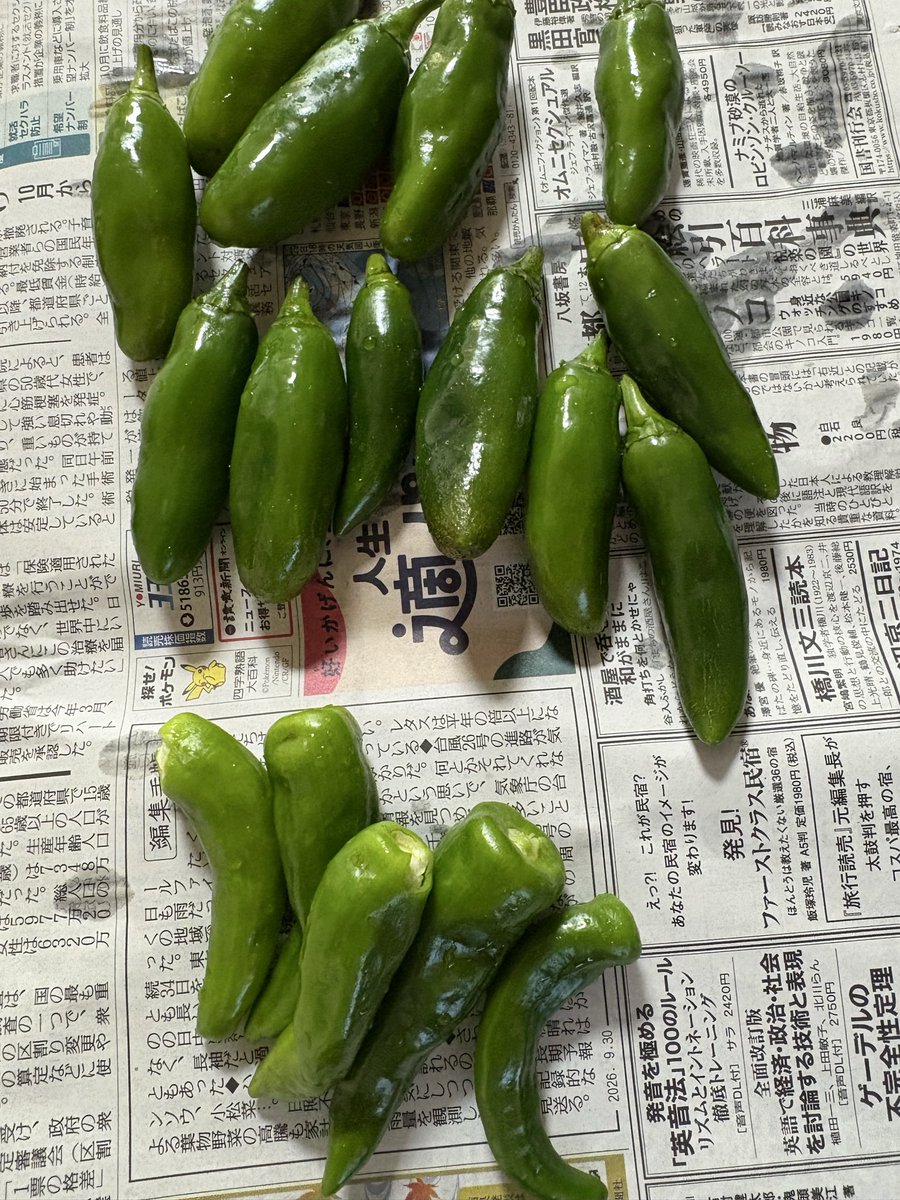 qax_ad's tweet photo. ⬆️子供ピーマン
⬇️ししとう
まだまだ取れます🤗
久しぶりの晴天☀️
ですが畑のお片付けが追いつきません💧
 #家庭菜園 https://t.co/fZj3V0lLWm