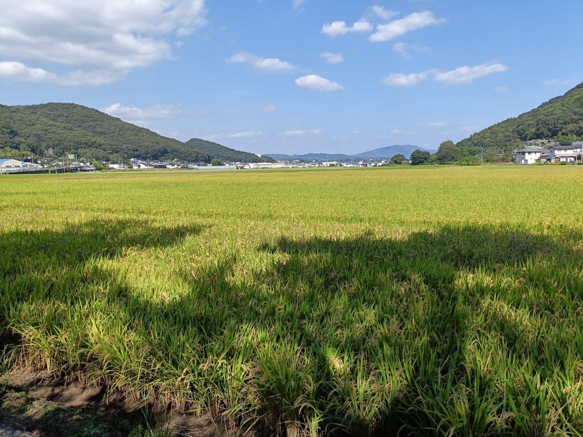 nekousagi4869's tweet photo. アナウンスで自分の名前呼ばれた気がしたけど、気のせいだと思ってスルー。
帰りにICOCAがないことに気づいて戻る。
名前付きの定期を受け取る。
やっぱり呼ばれてた〜！

なお電車は1時間に1本なので、余裕で間に合いました。
＃吉備津神社 https://t.co/RA6Ao9CFGa