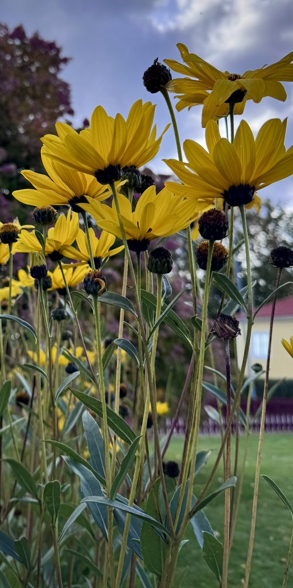 ullipix's tweet photo. I got right down low, and looked up.
Suddenly these flowers weren't just flowers... they were tall, bright, reaching for the sky. And every stage - bud, bloom, fading - was just as beautiful.
Perspective changes everything
#ullipix #GardenMoments #Nature #Perspective #Flowers https://t.co/d3o8lLQ3Vs