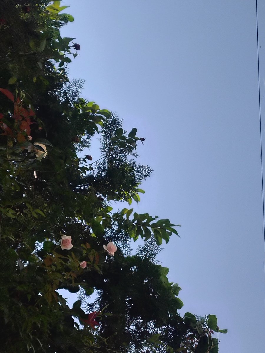 Kworldnature's tweet photo. वसुन्धरा भूषण 🍀 https://t.co/EBDrbcBgrD
