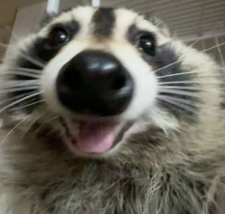 ShouldHaveRacc's tweet photo. happy international raccoon day!!! https://t.co/BQolFhhF8E