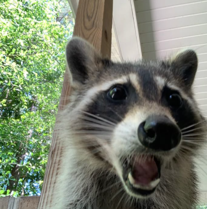 ShouldHaveRacc's tweet photo. happy international raccoon day!!! https://t.co/BQolFhhF8E