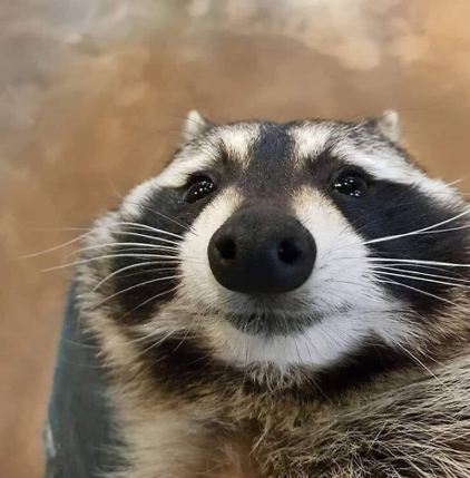 ShouldHaveRacc's tweet photo. happy international raccoon day!!! https://t.co/BQolFhhF8E
