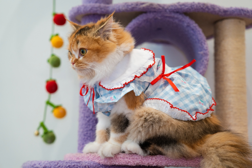 BerylLindlsd's tweet photo. 新手养猫半年，从巴掌大的奶团子长成了粘人小话痨，每天蹲在门口等我下班，这软乎乎的小日常太治愈啦～ https://t.co/JykO5Hnvpj