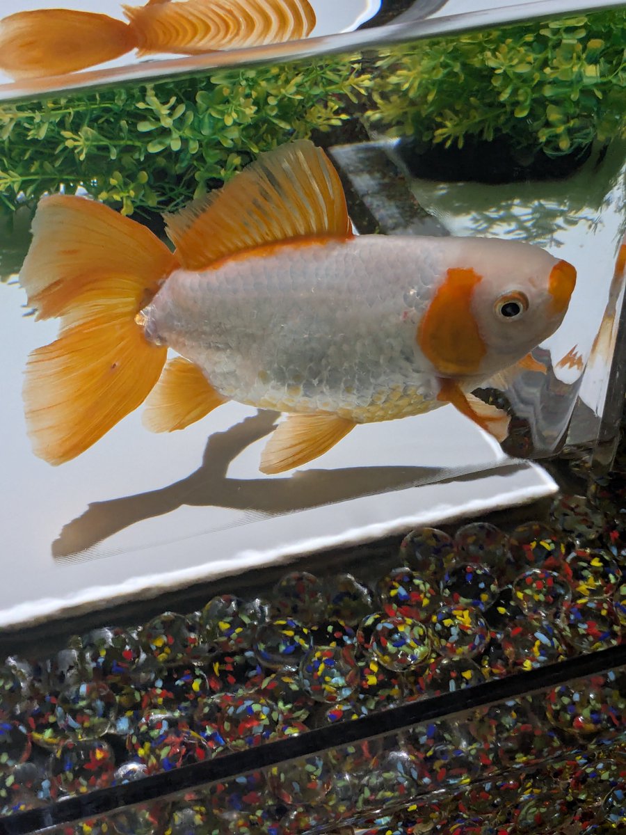 yusankin02main's tweet photo. 金魚 https://t.co/aTIeL47dLd