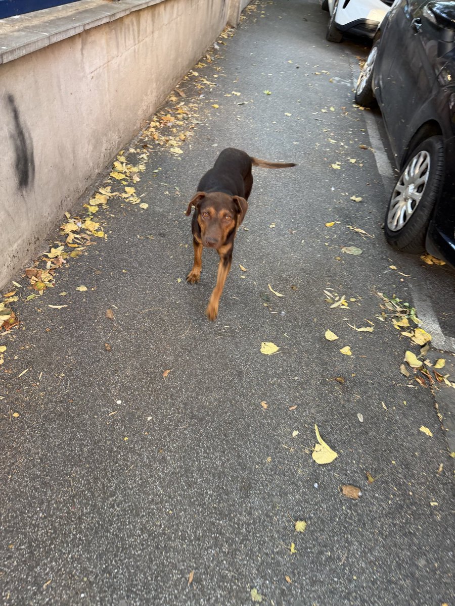 nikoll_inna's tweet photo. Pas me prati vec par ulica da li neko prepoznaje psa ima crvenu ogrlicu i deluje izgubljeno 🥺 https://t.co/Hmef20UA4L
